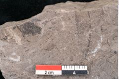 Foto (Detailansicht) von Quercus lonchitoides Ettingshausen (NHMW-GEO-2024-0188-10178)